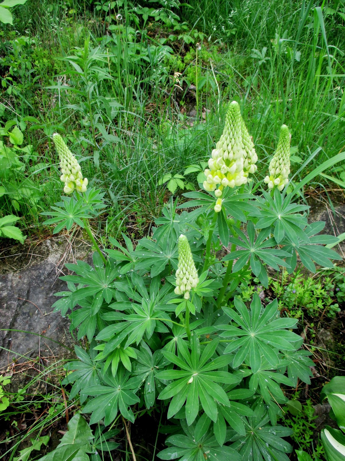 Canadian Needle Nana Keepsake Needlearts More to Love