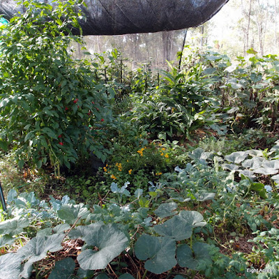 eight acres: growing vegetables in a sub-tropical winter