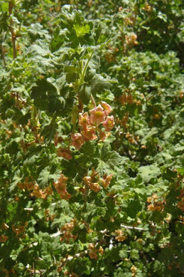 Plantpostings Plant Of The Month Currant
