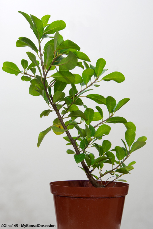 My Bonsai Obsession Clip and Grow Bonsai