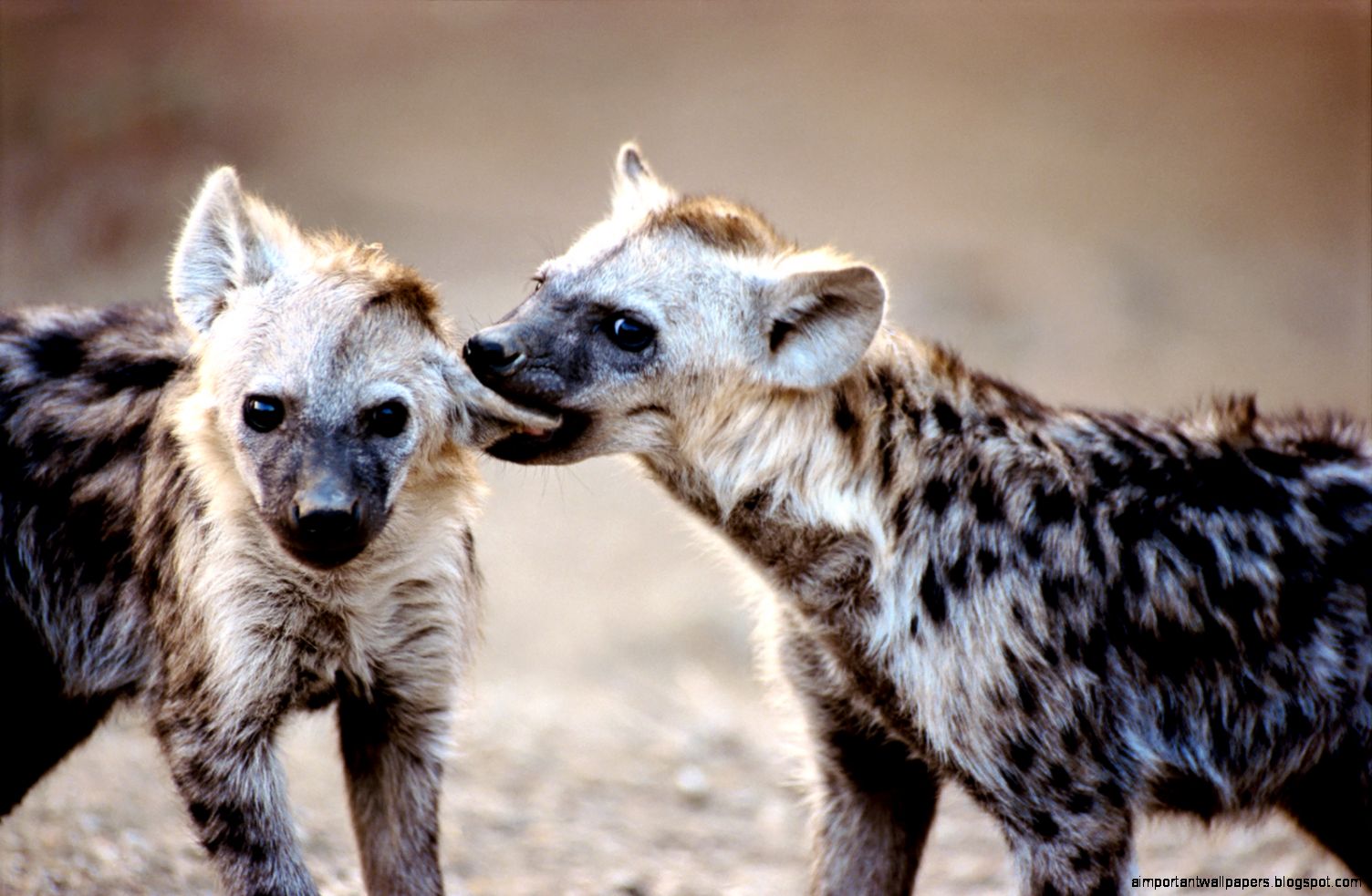 Hyena Pictures and Wallpapers  Animals Library