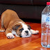 بالفيديو.. مشاجرة عنيفة بين كلب وزجاجة مياه!
