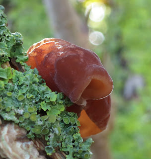 Jelly Ear Fungus showing its jelly-ish texture.