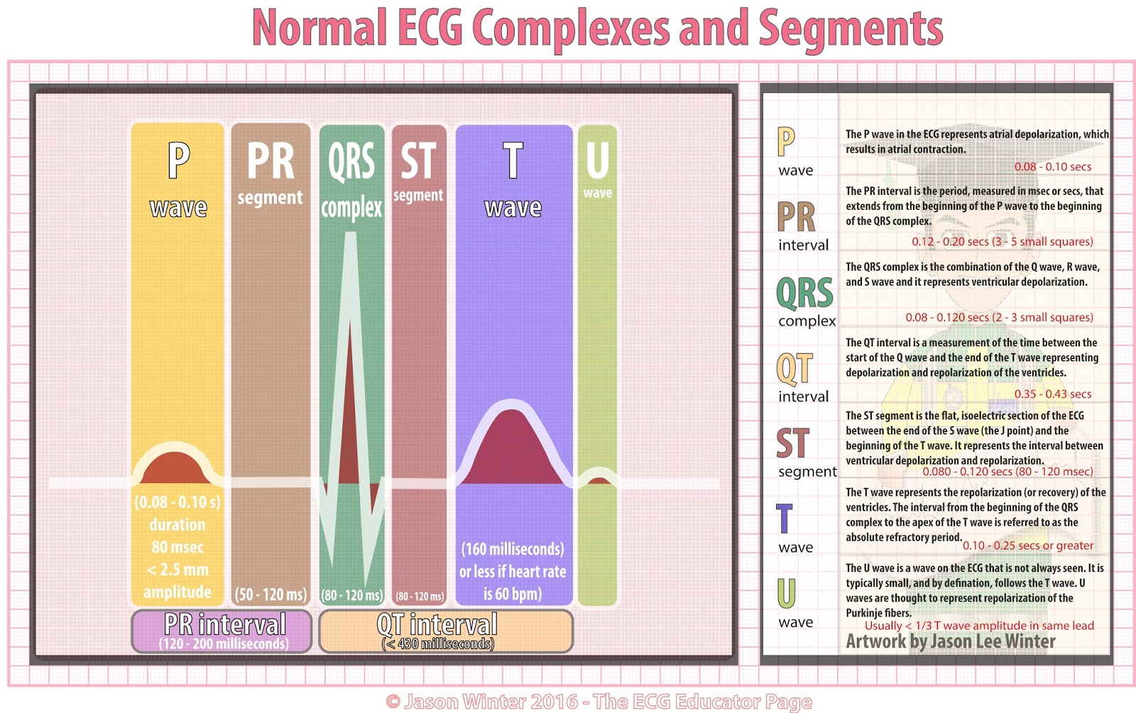 ECG Educator Blog : Waves and segments