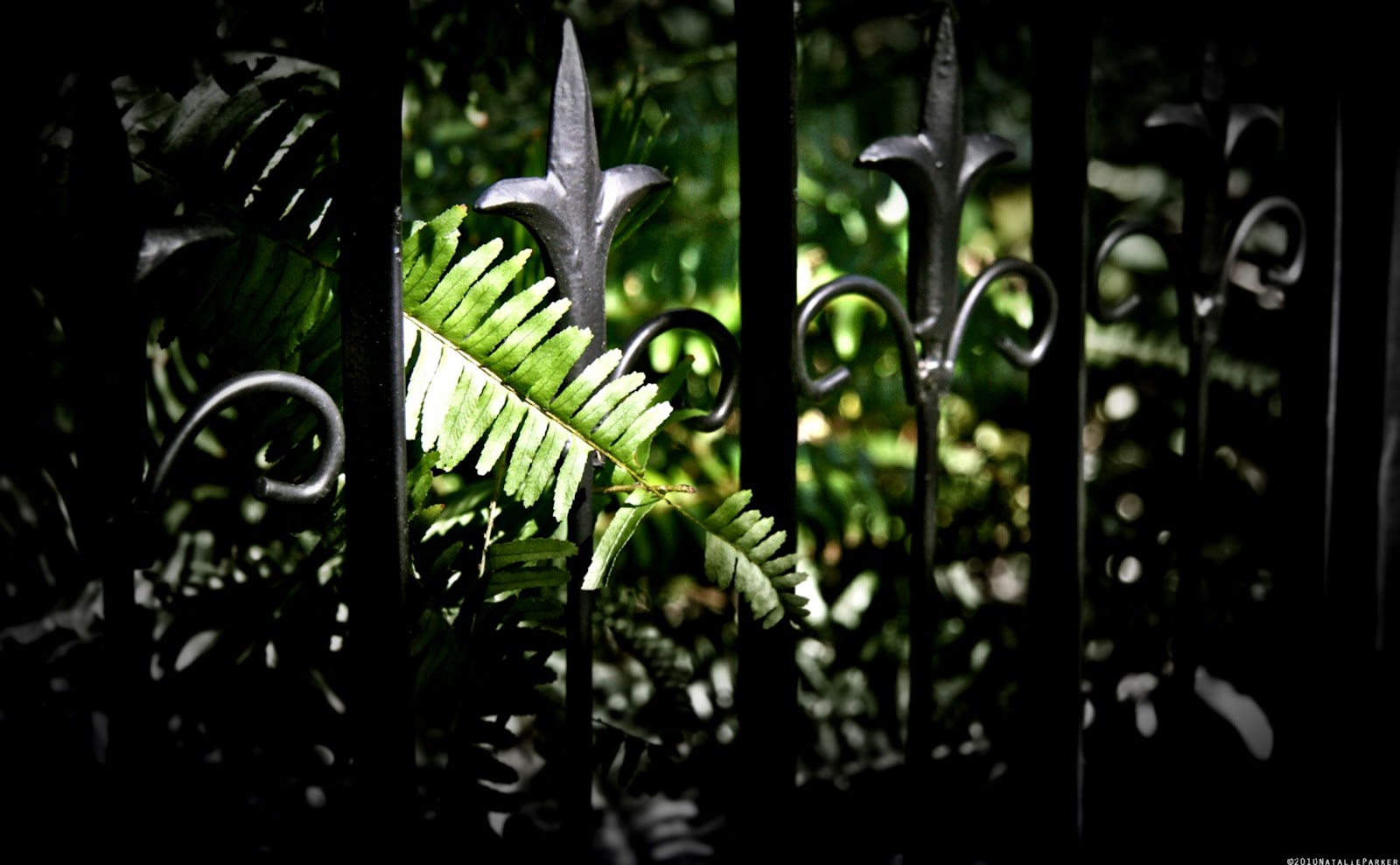 Wallpaper Fleur Lis Flickr Sharing Pictures