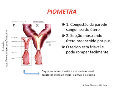 Sobre Nossos Bichos PIOMETRA Alguns Detalhes Q Vc Deve Saber sobre-nossos-bichos-piometra-alguns-detalhes-q-vc-deve-saber