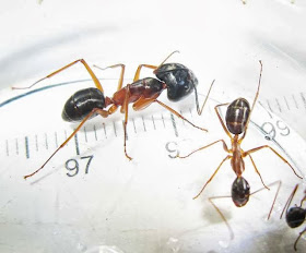 Camponotus major and minor workers