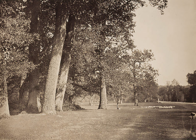 Pavé de Chailly, Forêt de Fontainebleau, Gustave Le Gray.