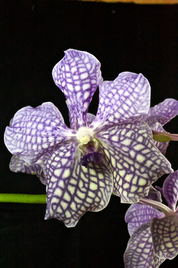 Les Orchidées de Fred en photos Vanda rothchildiana