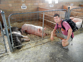 Pigs at the Minnesota State Fair in Minneapolis
