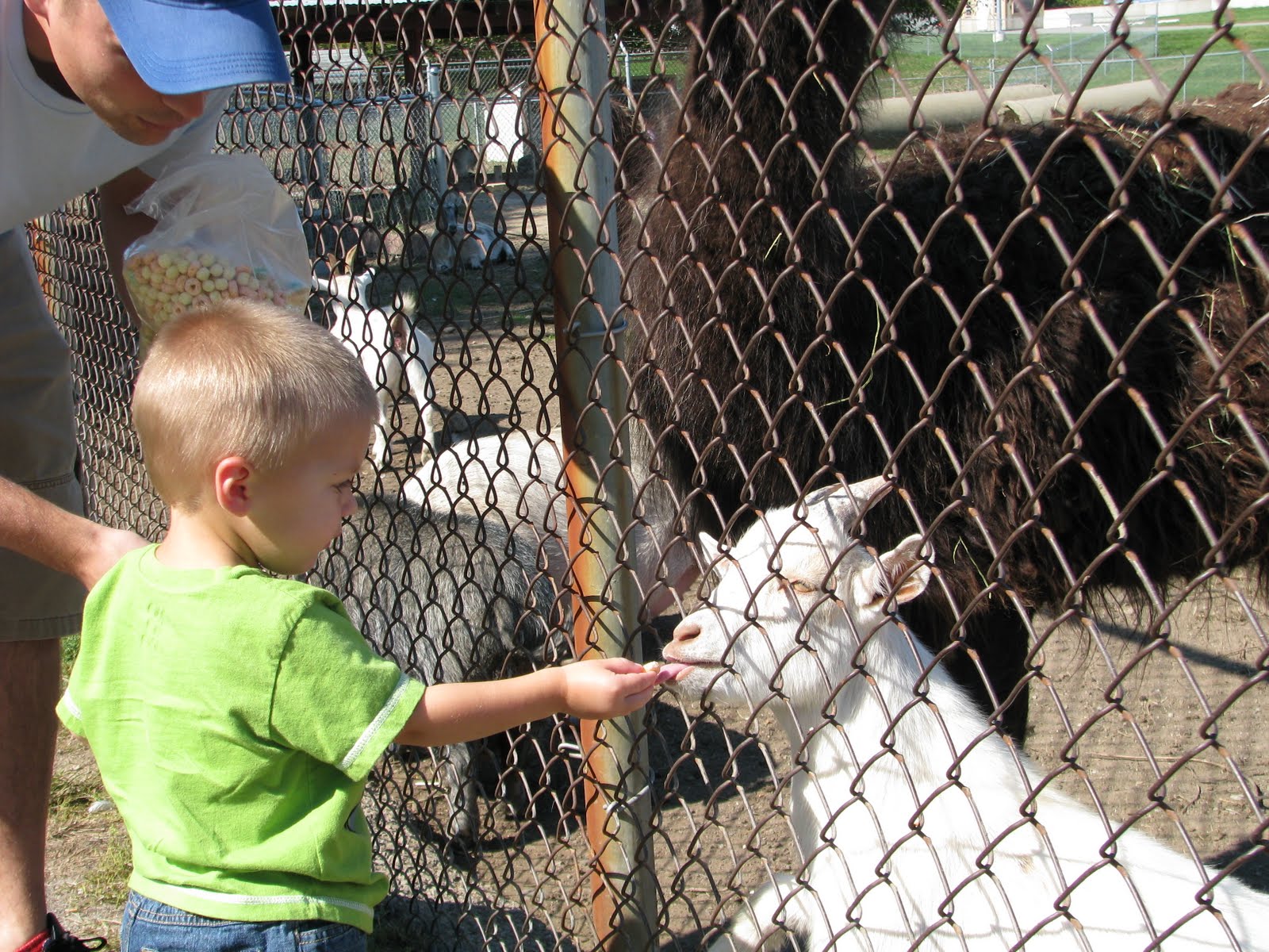 The Bowyers Gas City Petting Zoo