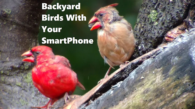 Film Backyard Birds Videos with Your SmartPhone