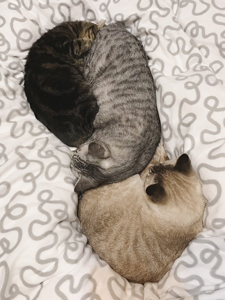 キジトラ・サバトラ・シャムトラの猫団子