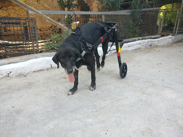 Αναπηρικά αμαξίδια σκύλων Petmobility