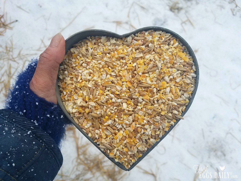 Scratch Grains Winter Treat for Chickens Fresh Eggs Daily®