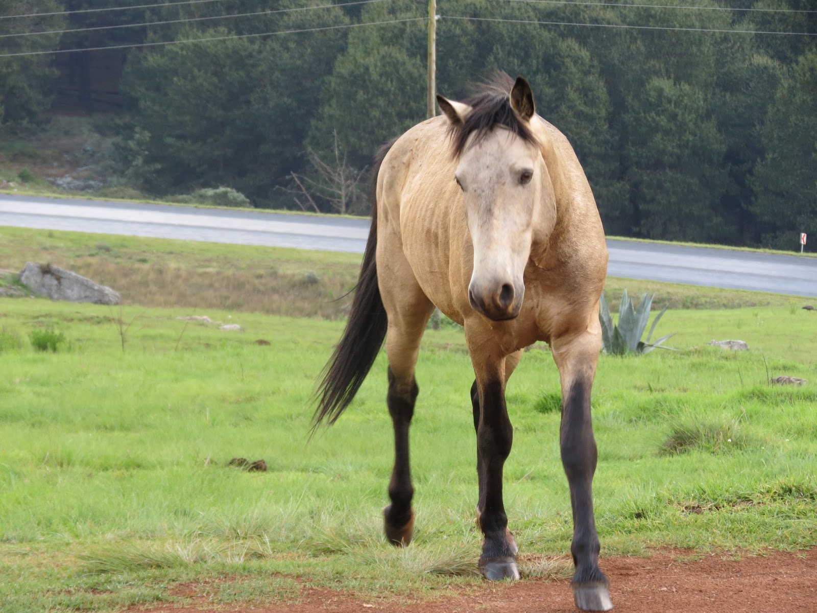 South Africa The Wild Horses of Kaapsehoop