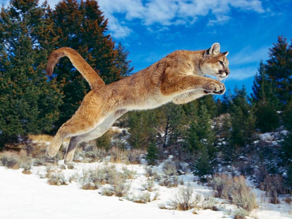 Apple OS X 10.8 Mountain Lion Wallpapers News