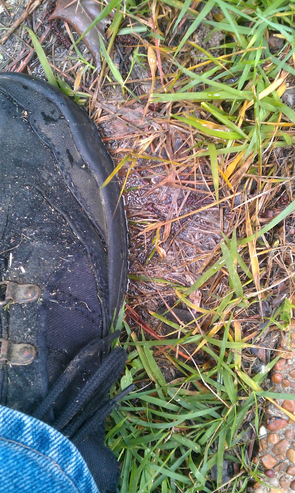 Mow & Blow Lawn Service, LLC When is it too wet to cut the lawn?