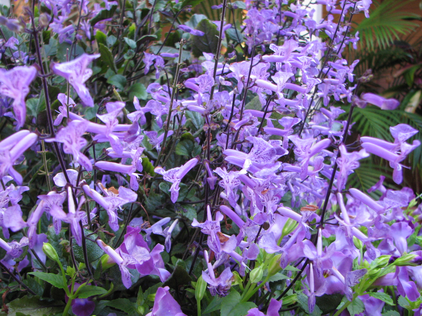 Bush Bernie's Blog Flower Flaunt Friday As The End Of Springtime