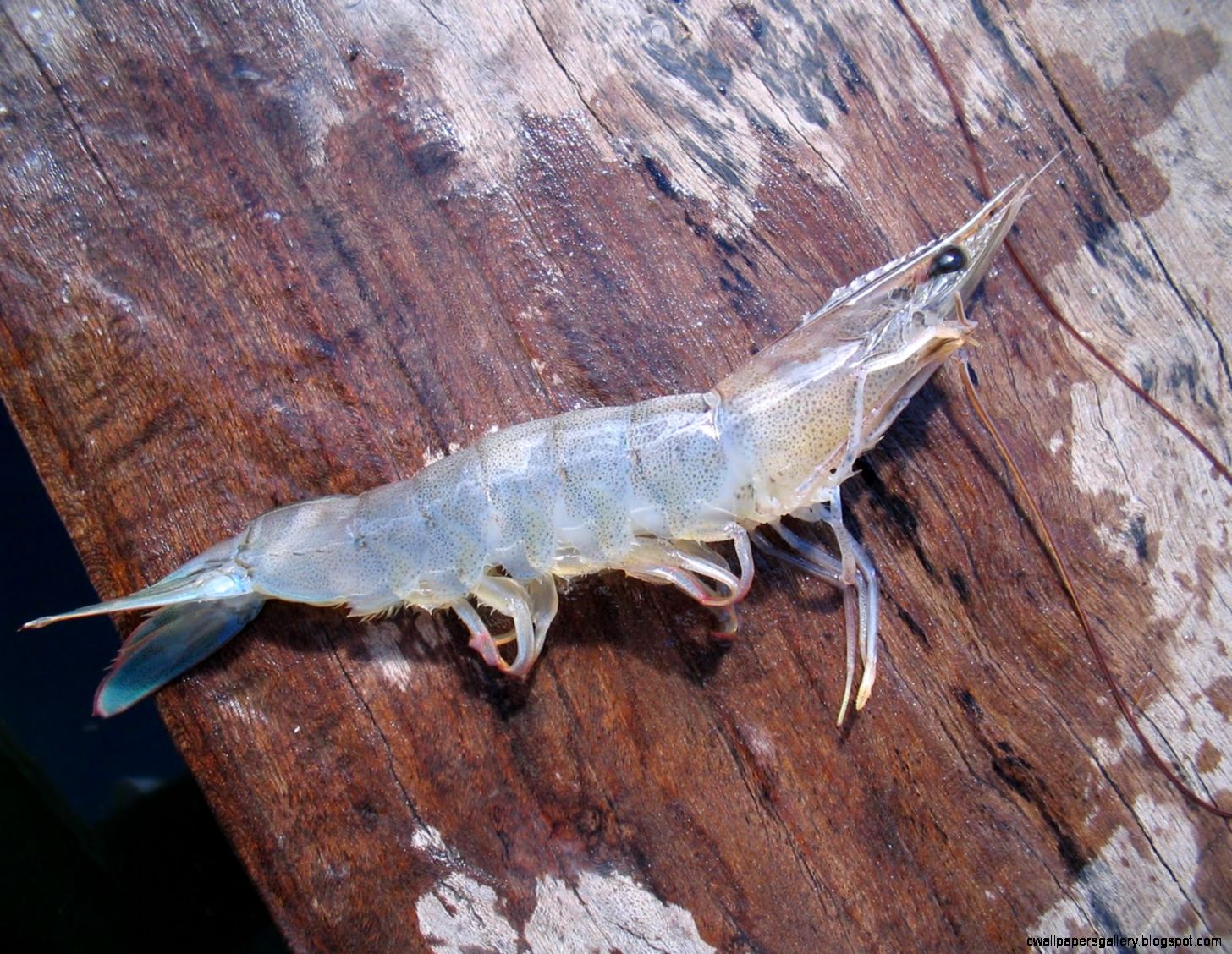 Shrimp In Ocean Wallpapers Gallery