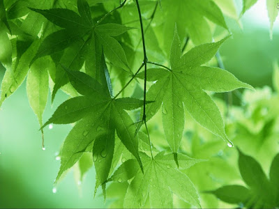 ramas-de-hojas-del-cannabis