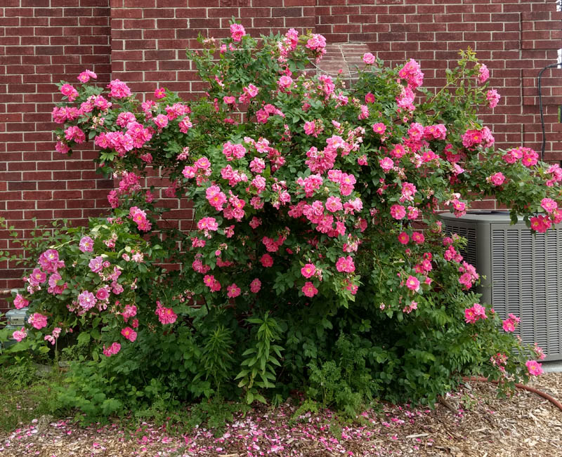 St Joseph S Coat Climbing Rose I Hope Mine Looks Like This One