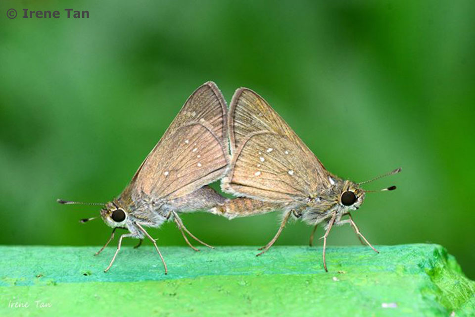 Butterflies of Singapore: Butterfly Photography at Our Local Parks ...
