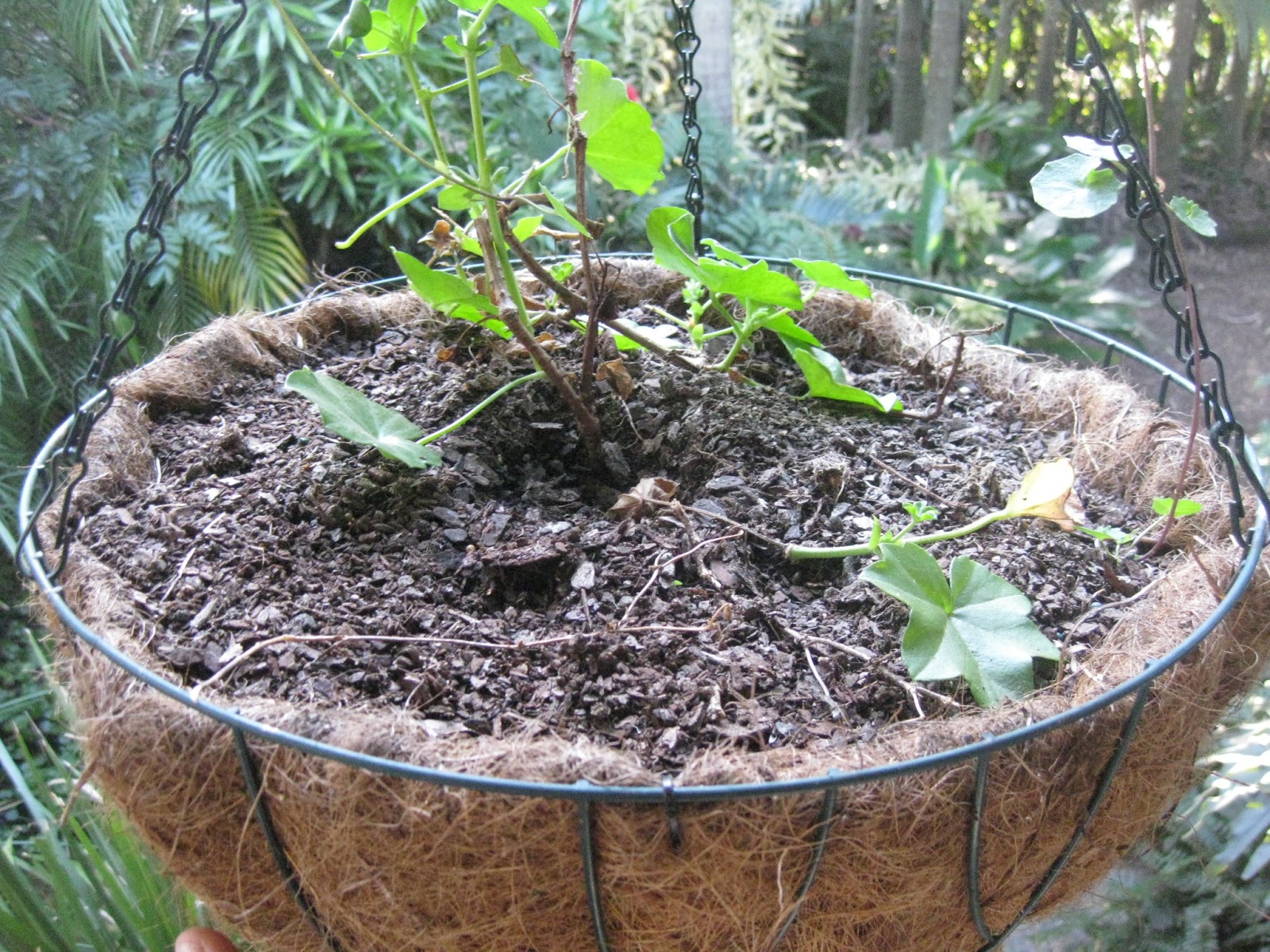Water crystals in hanging baskets will it work?