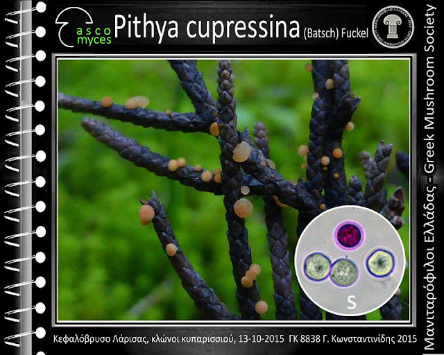 Pithya cupressina (Batsch) Fuckel