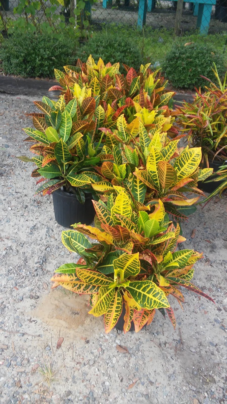 How to care for different varieties of Codiauma - Petra, Croton, Varigatum, etc How to care for different varieties of Codiauma - Petra, Croton, Varigatum, etc
