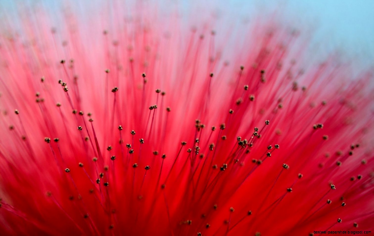 803780 flower macro pictures