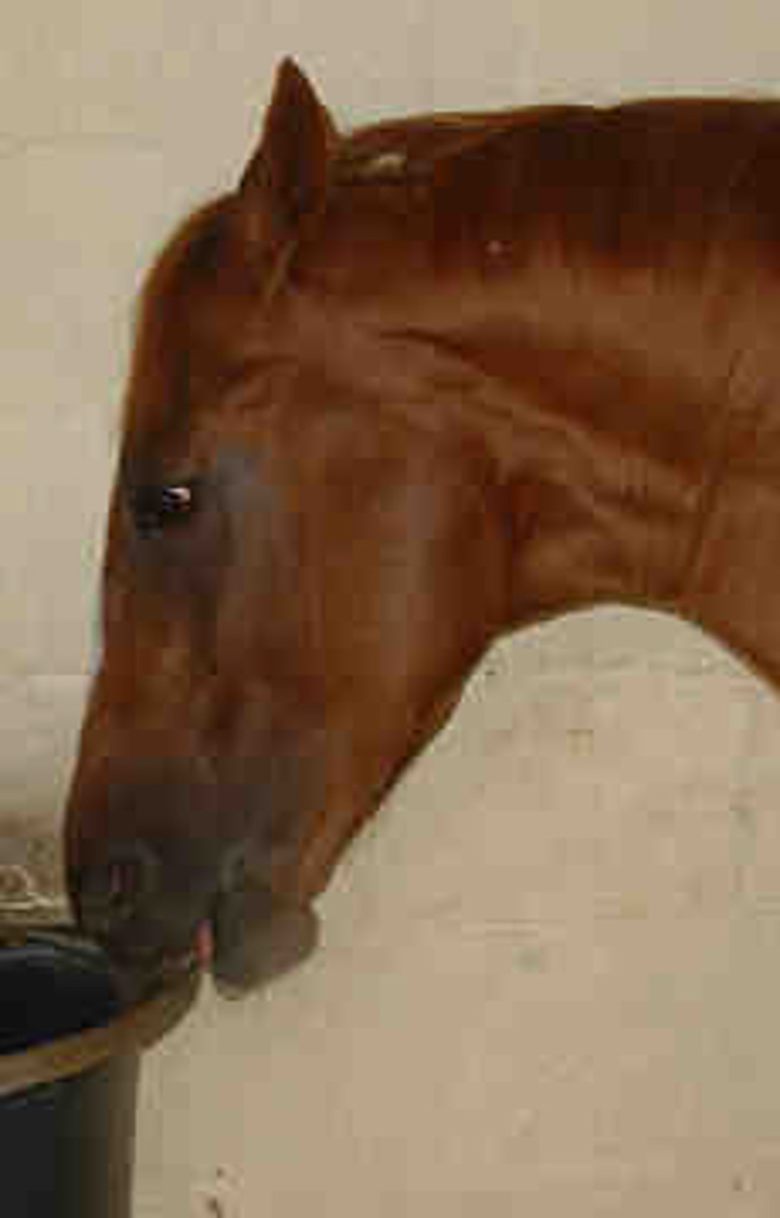 Equine Science Update Is selenium deficiency involved in cribbiting?