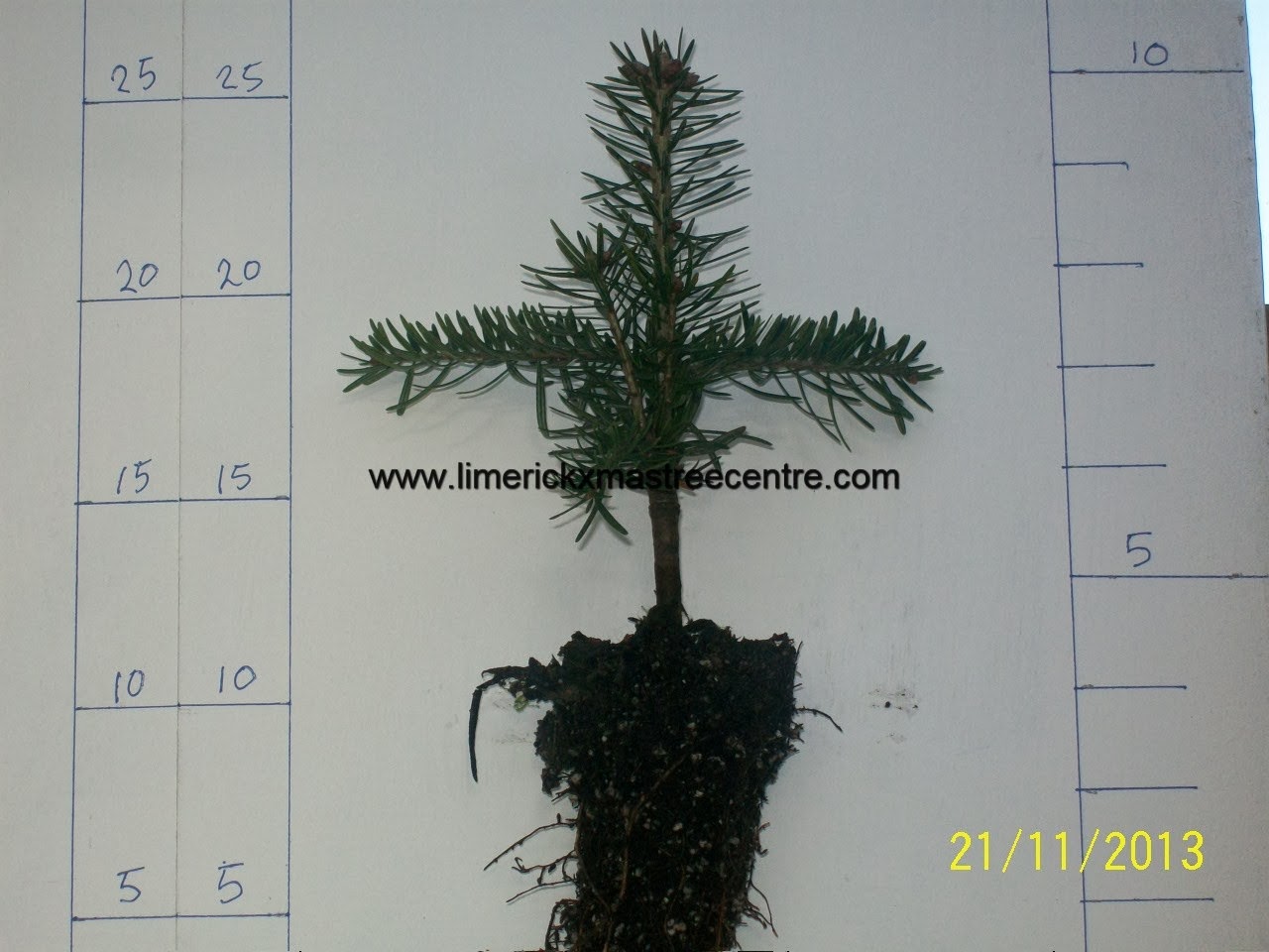 Limerick Christmas Tree Centre 45 Discount Nordmann Fir Transplants In