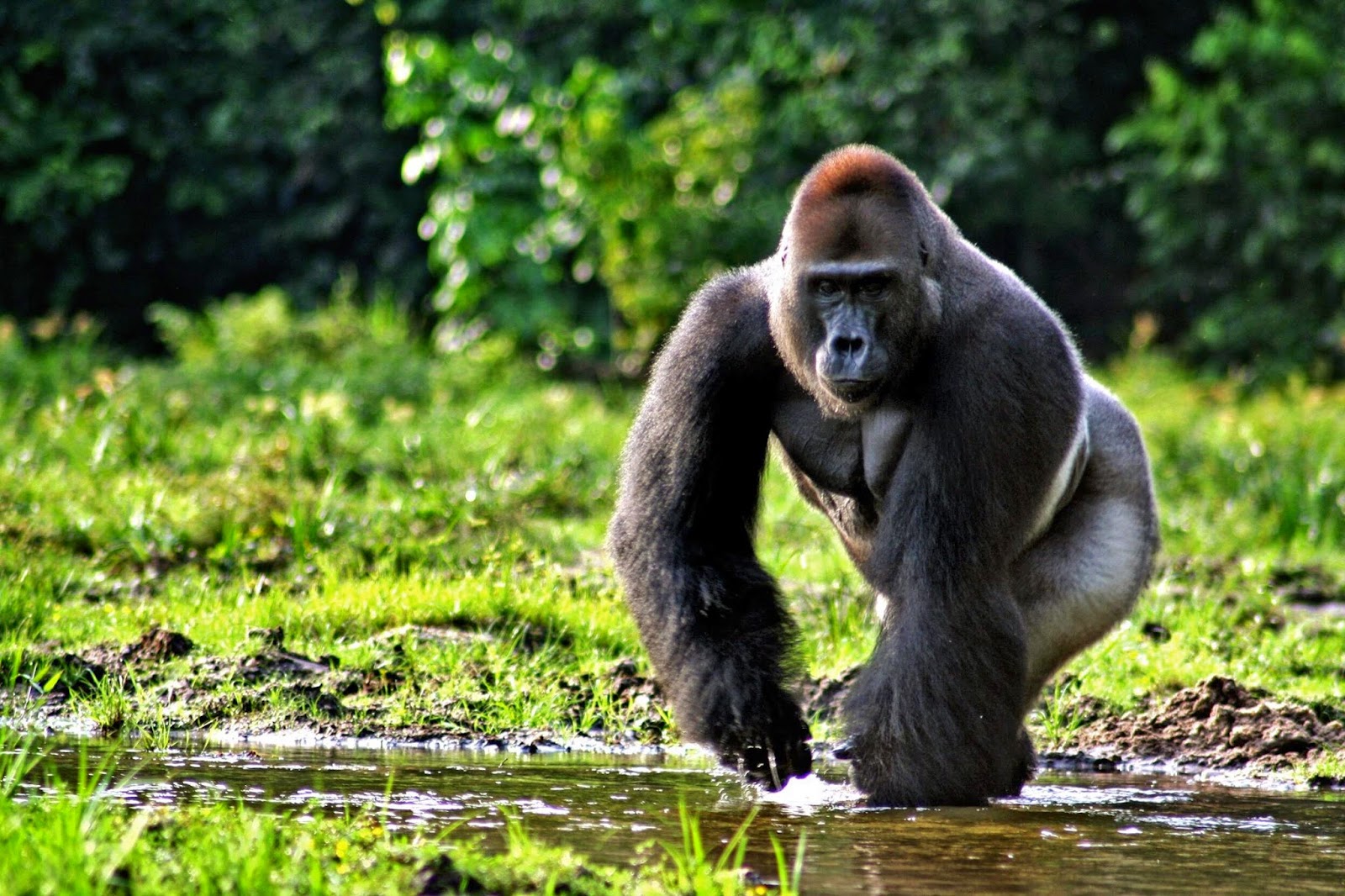 Image result for Gorilla Dataran Rendah