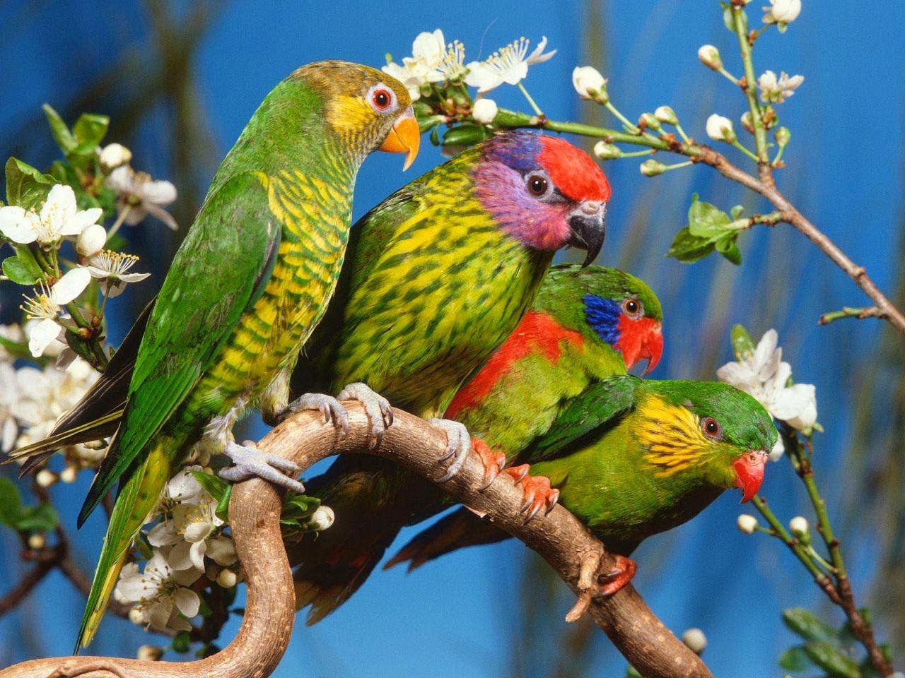 birds images birds images