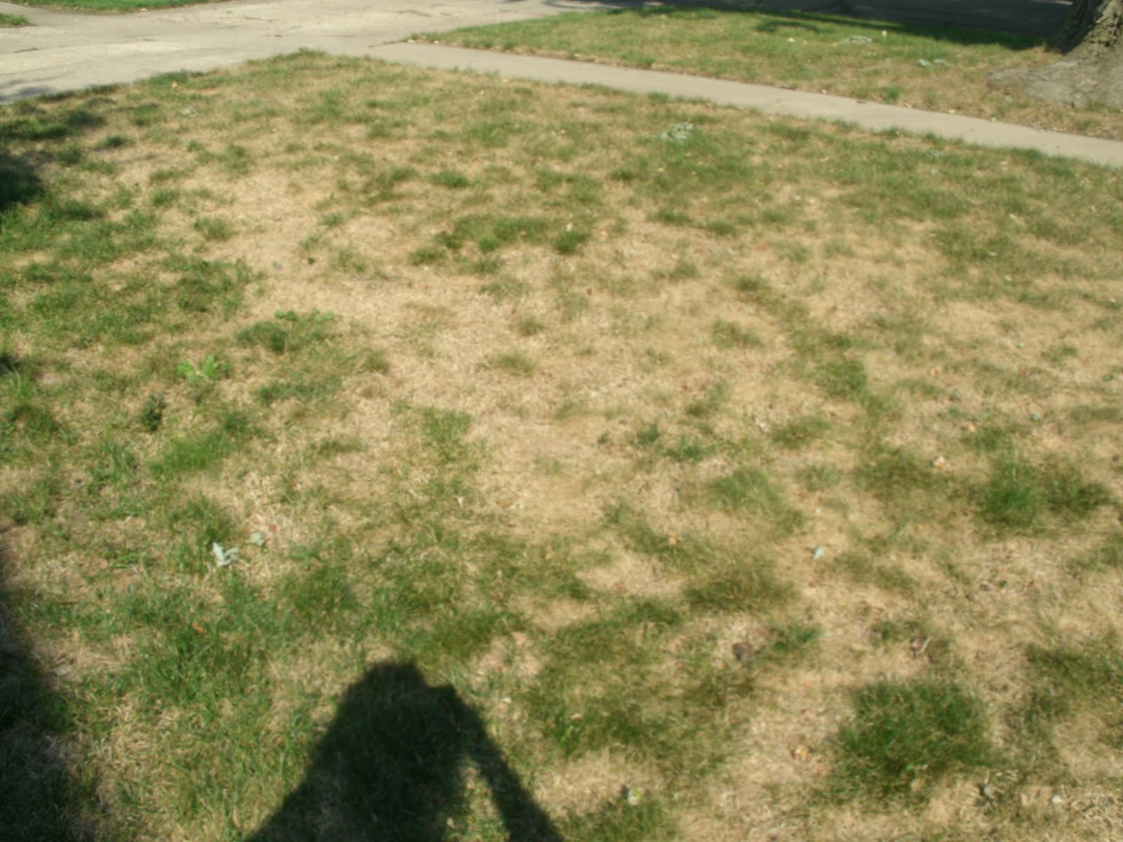 Charlestons on the Go Dry Grass Here