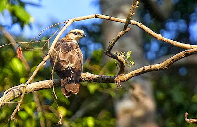 Abejero barrado Pernis celebensis