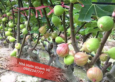 Cây sung M.ỹ - Cây ăn quả độc đáo có giá trị dinh dưỡng cao