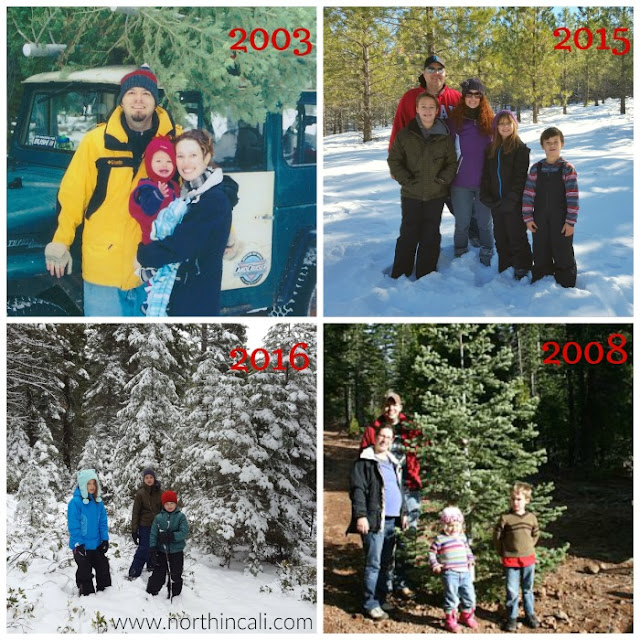 Way Up North In Cali Christmas Tree Hunting