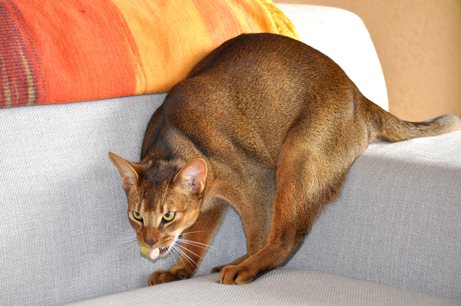 Free Cat Images free cat pictures cat carrying a toy cat with prey