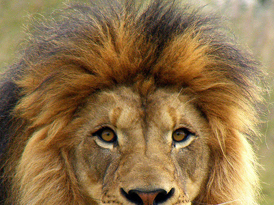 Singa di Kehidupan Kita, Bersemangatlah!