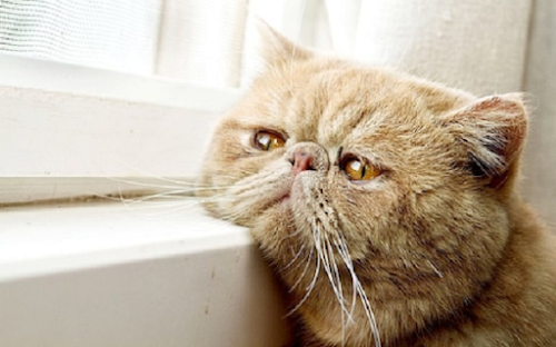 Learning the Signs of Sadness or Depression in Cats Learning the Signs of Sadness or Depression in Cats