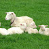 Amazing Benefits of Sheep Milk