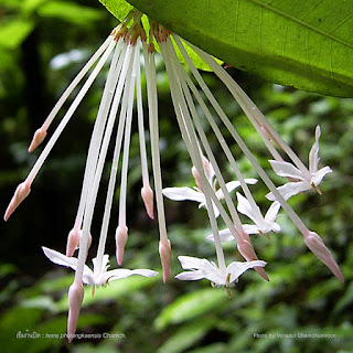 เข็มภูลังกา (เข็มก้นปิด,เข็มดง) เข็มถิ่นเดียวของไทย ดอกสีขาวอมชมพู ดอกมีกลิ่นหอม
