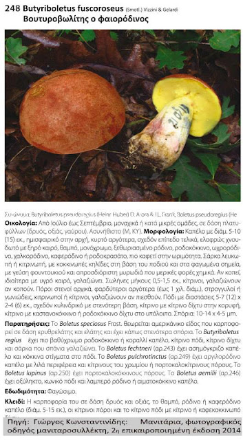 Butyriboletus fuscoroseus (Smotl.) Vizzini & Gelardi