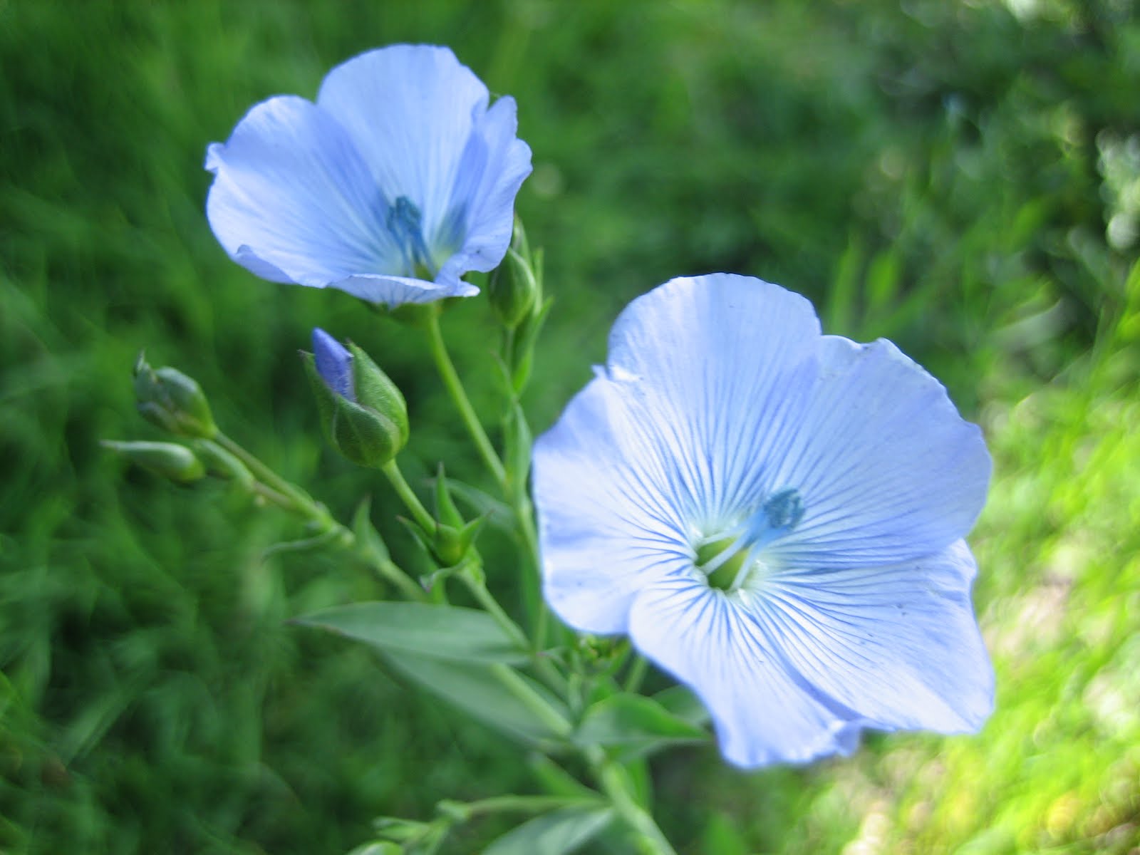 Contemplating Change: Fields of Linseed