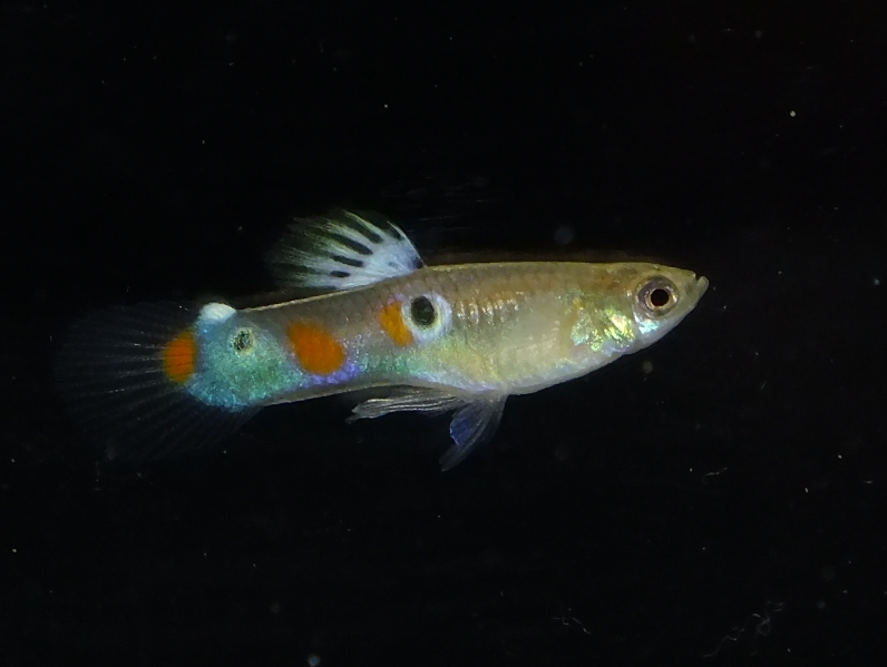 Swordtail Guppies