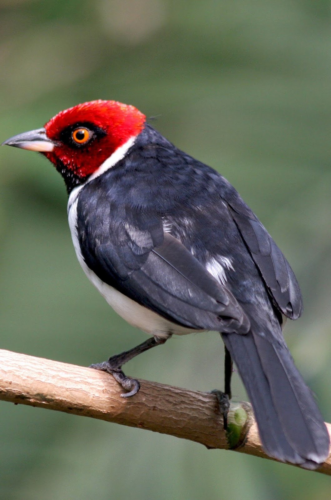 Picture of a red-capped cardinal.