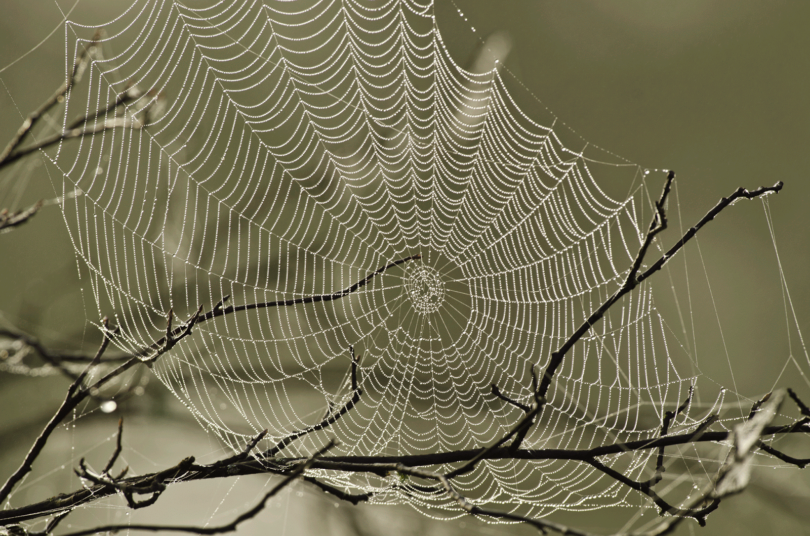 Spider Web With Dew Drops.