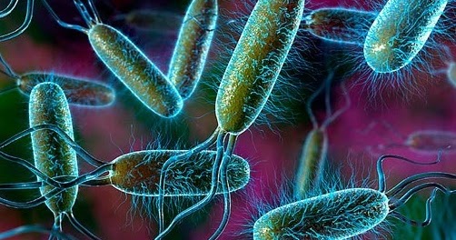 Apa itu E Coli? Penyebab, Gejala & Cara Mengatasinya?